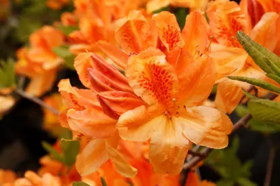 Azalea 'Apricot Flush' with bright orange flowers.