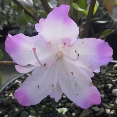 Azalea 'Asawa' white and purple flower.