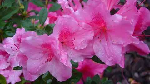 azalea-autumn-empress-1