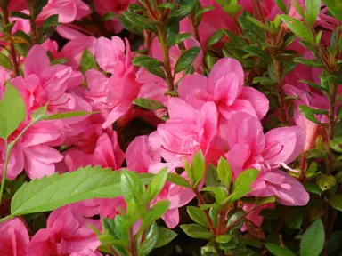 azalea-autumn-empress-3