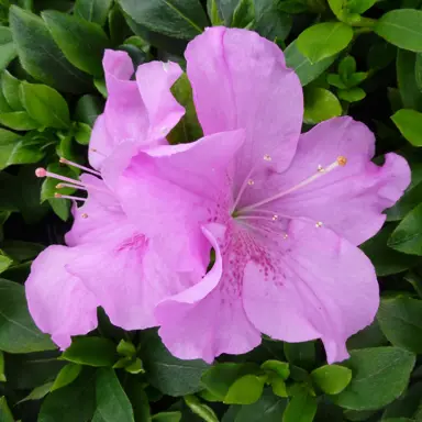 azalea-autumn-lilac-1