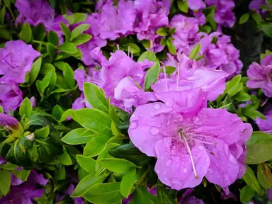 azalea-autumn-lilac-3