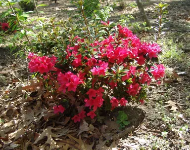 Azalea Autumn Ruby shrub with rose-pink flowers.