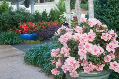 Azalea Autumn Starburst plant with masses of two-tone pink flowers.