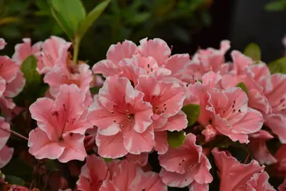 Azalea 'Autumn Sunburst' pink and white flowers.