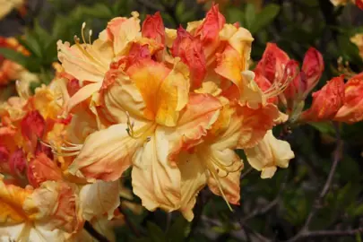 Azalea 'Banana Beauty' orange flowers.