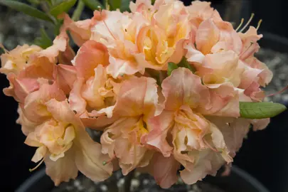 Azalea mollis 'Barbecue' with two-tone orange flowers.