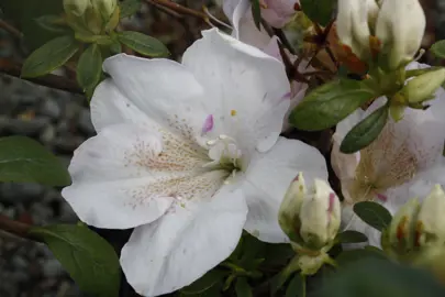 Azalea 'Bayou' white and pink flowers.