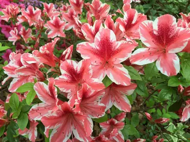 Azalea 'Ben Morrison' red and white flowers.