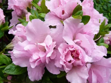 Azalea 'Betty Ann Voss' shrub with pink flowers.