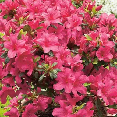 Azalea 'Bit O Sunshine' pink flowers.