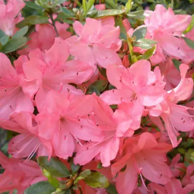 Azalea 'Blaauw's Pink' shrub with pink flowers.