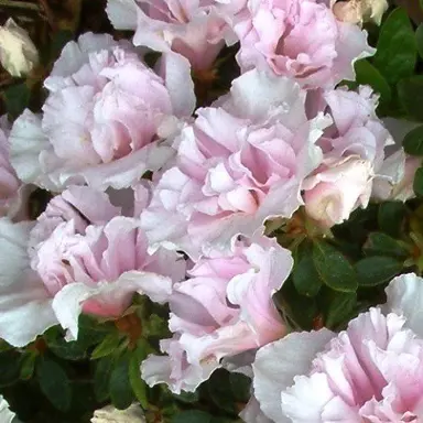 Azalea 'Blushing Bride' pink and white flowers.