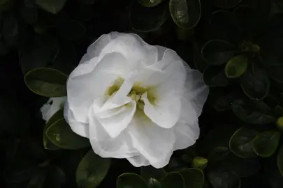 azalea-brides-bouquet-1