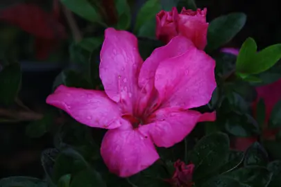 Azalea 'Carnival Clown' pink flower.