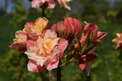 Azalea 'Caroline de Rothschild' flowers.