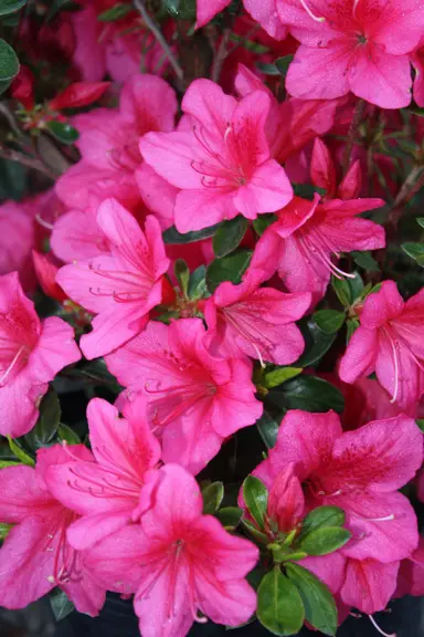 Azalea 'Caroline Gable' pink flowers.