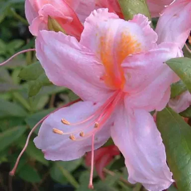 Azalea 'Chaffinch' pink flower.