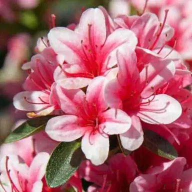 Azalea 'Cherry Blossom' two-tone pink flowers.