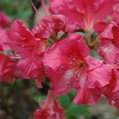 Azalea 'Chiara' pink flower.