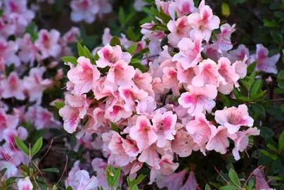 Azalea Chiffon plant with two-tone pink flowers.