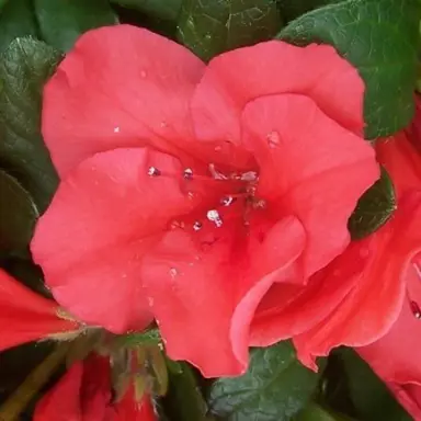 Azalea 'Clarissa' rose-pink flower.