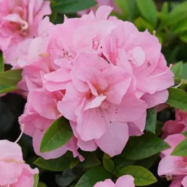 Azalea 'Cliffs Choice' pink flower.