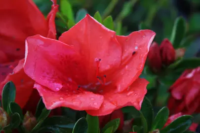 Azalea 'Cocade' pink flower.