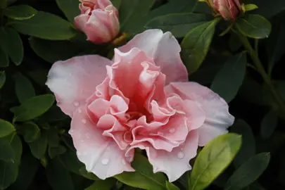 Azalea 'Comtesse de Kerchove' flower.