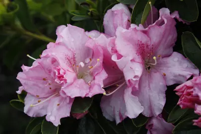 Azalea 'Constance' flowers.