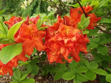 Azalea 'Corringe' plant with orange flowers.