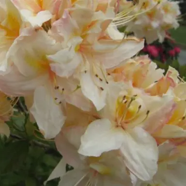 Azalea 'Cream Bun' flowers.