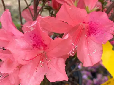 Azalea 'Daphne Salmon' flower.