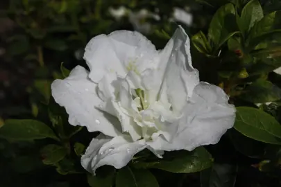 Azalea 'Daphne' white flower.