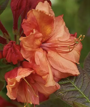 Burnt orange flower on Azalea 'Dawns Glory'