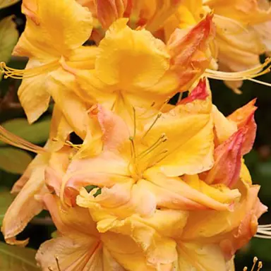 Azalea 'Delectable' flower.