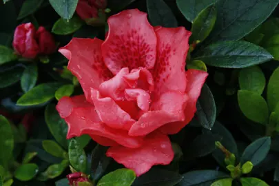 Azalea 'Dorothy Gish' red flowers.