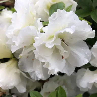 azalea-double-white--1