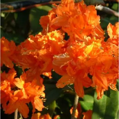 azalea-early-orange--1