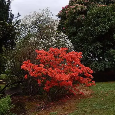 azalea-early-orange-