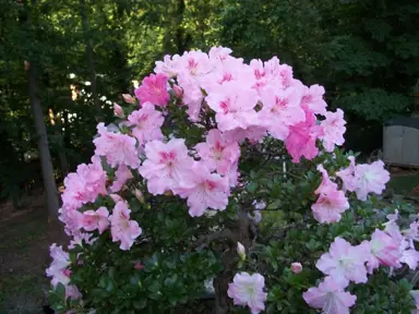 azalea-easter-bonnet-