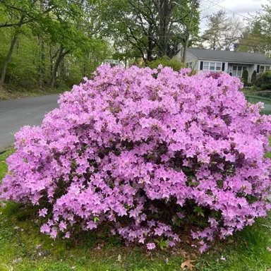 azalea-easter-bonnet-1