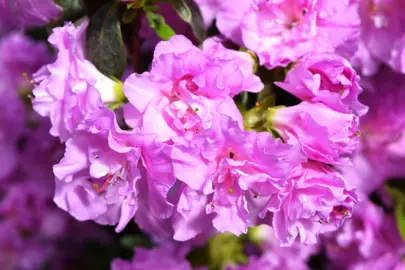 Azalea 'Elsie Lee' purple flowers.