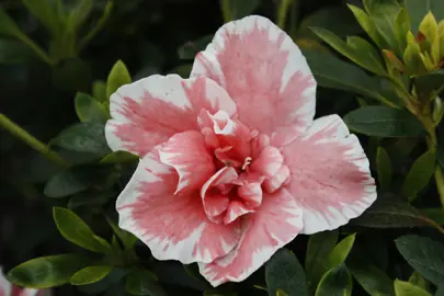 Azalea 'Eri Schame' pink and white flowers.