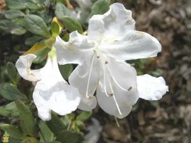 Azalea 'Eureka White' flowers.