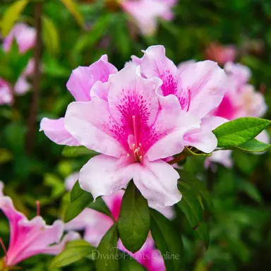 azalea-exquisite-