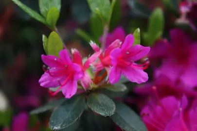 Azalea 'Extrante' plants with pink flowers.