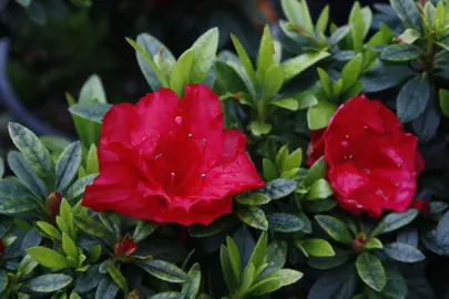 Azalea 'Fiery Boy' plant with red flowers.