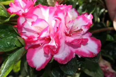 Azalea 'Gay Paree' pink and white flowers.