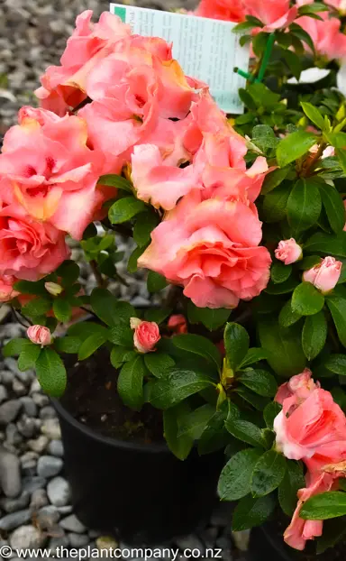 azalea-guanda-pink--1